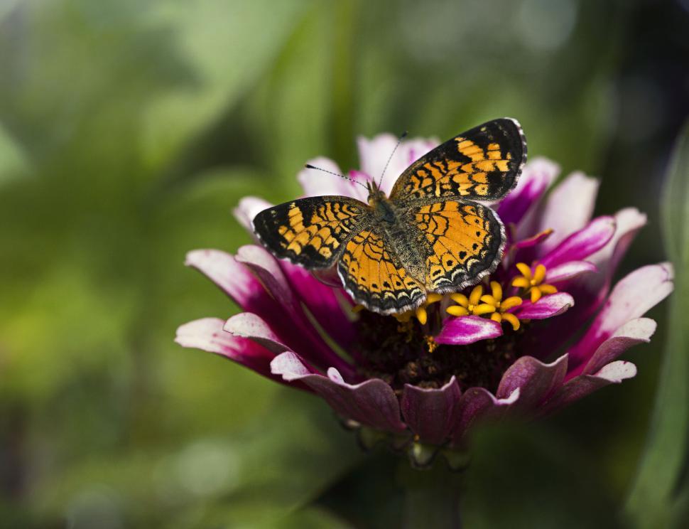 Free Image of Butterfly perched on vibrant zinnia flower 