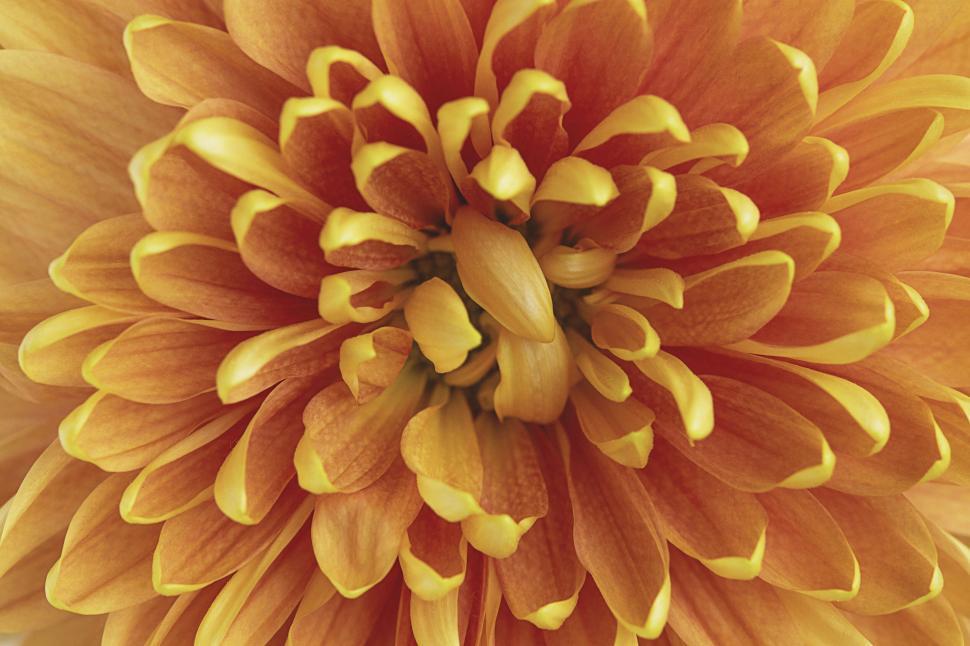 Free Image of Macro shot of a fiery orange chrysanthemum 