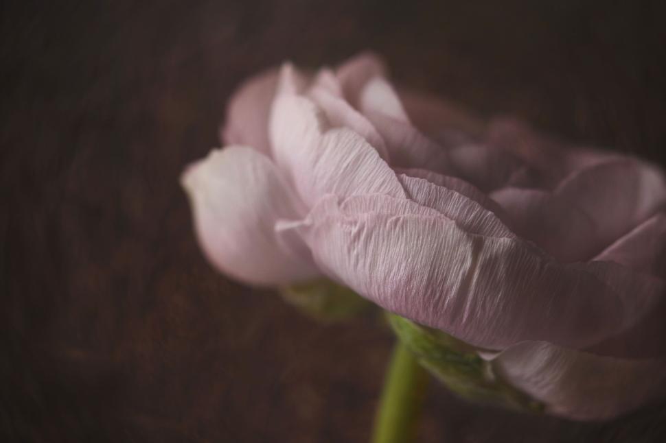 Free Image of Gentle pink ranunculus blossom close-up 