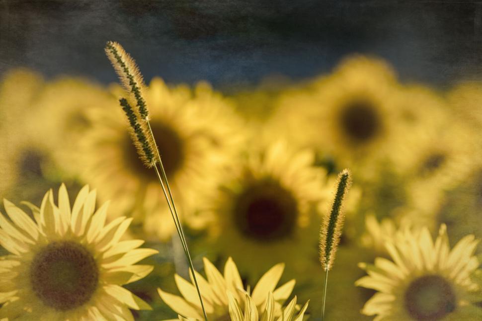 Free Image of Sunflowers and wild grass artistic impression 
