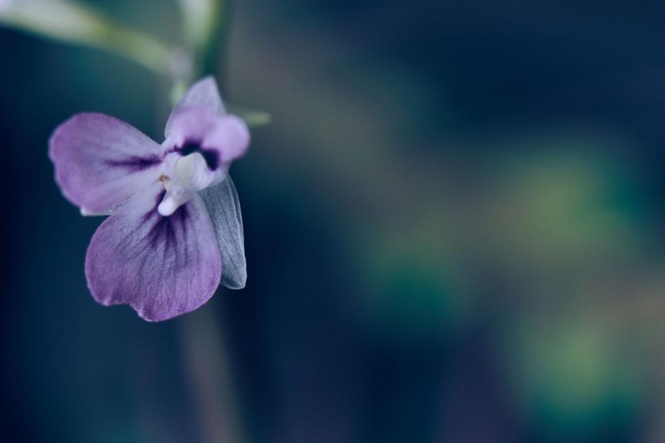 Free Image of Delicate purple orchid blooming close-up 