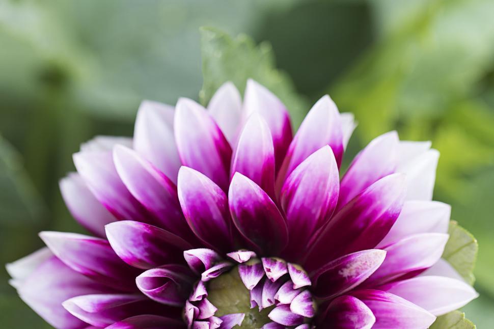 Free Image of Close-up of a purple and white dahlia 