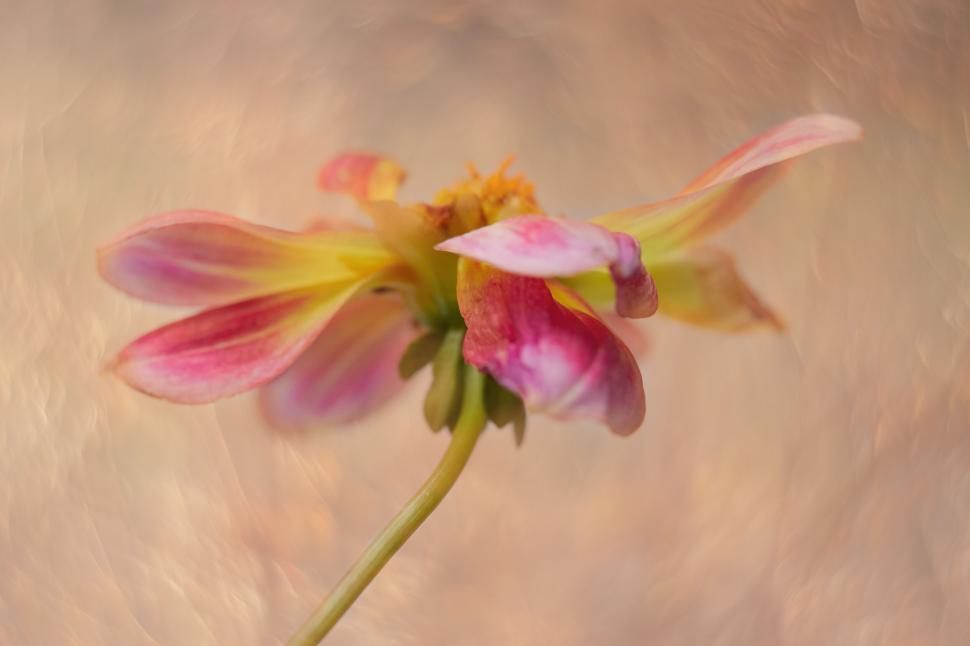 Free Image of Artistic faded pink-yellow flower on texture 