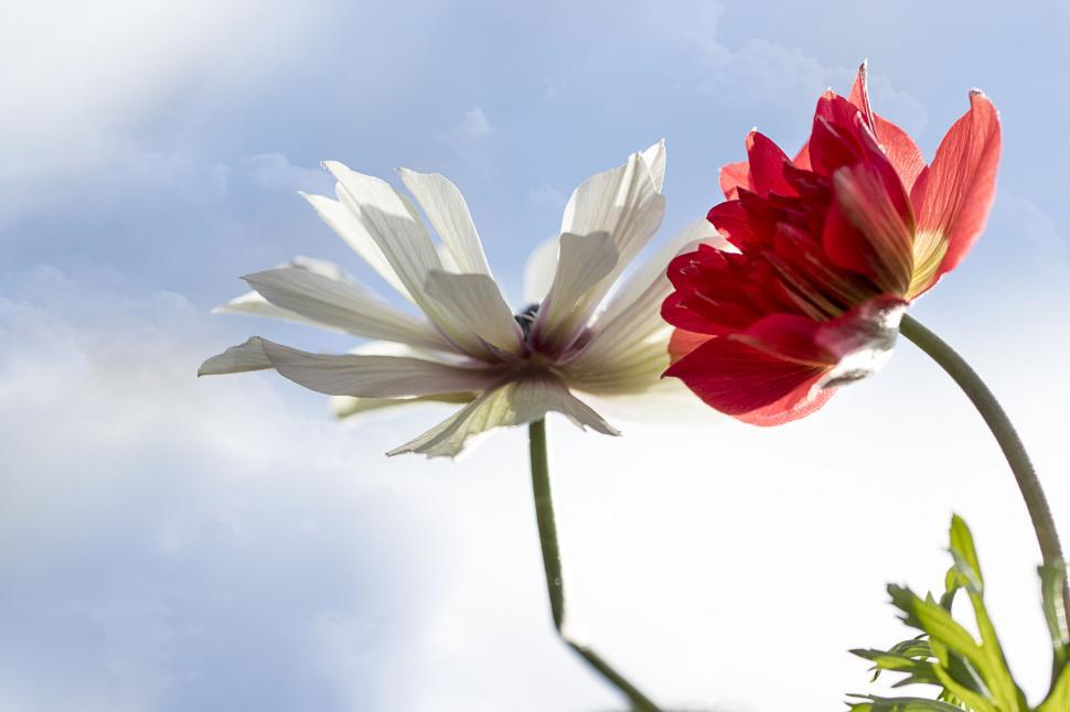 Free Image of White and red bloom against the sky backdrop 