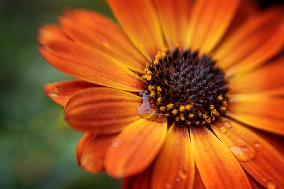 Free Image of Vivid orange flower with water droplets closeup 
