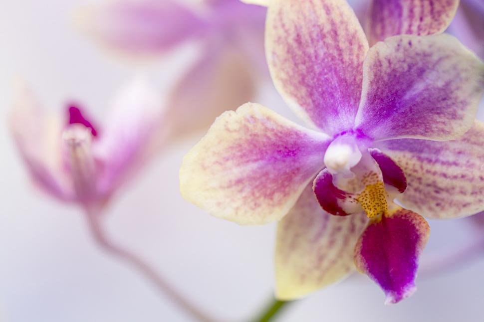 Free Image of Close-up of a pink and yellow orchid bloom 