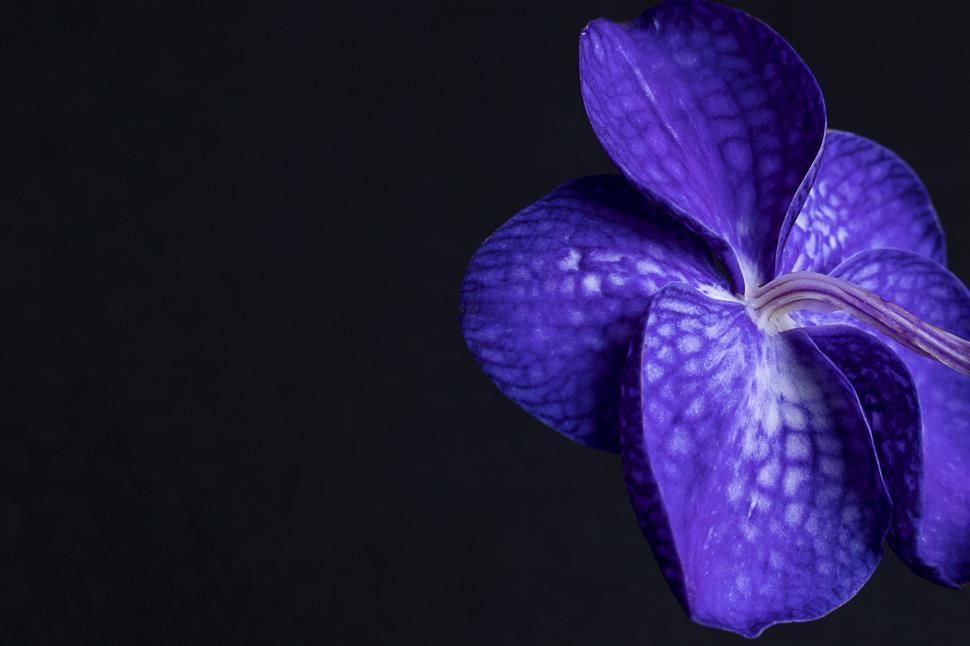 Free Image of Vivid purple orchid on a dark backdrop 