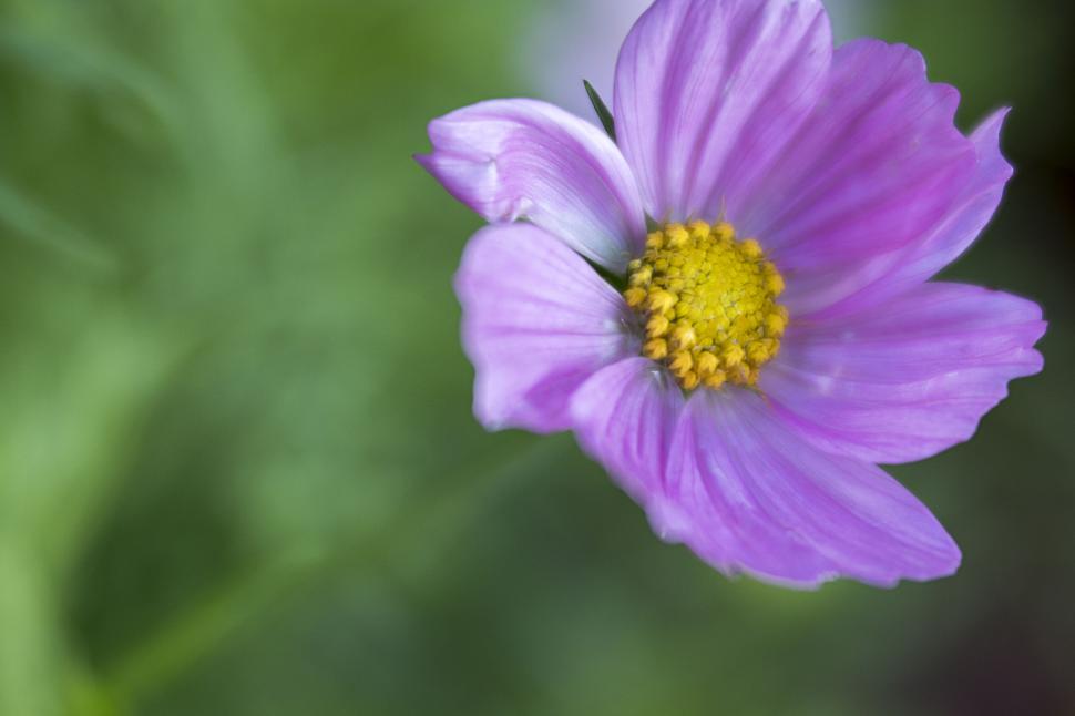 Free Image of Single purple flower against green foliage 