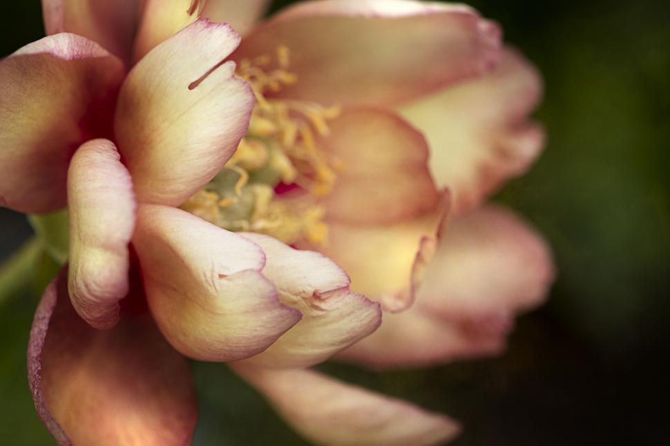 Free Image of Soft pink bloom with sharp detail 