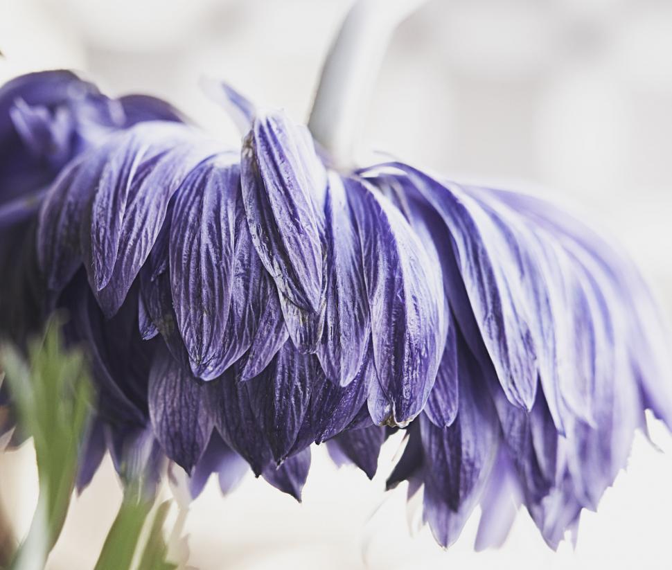 Free Image of Wilted purple flower against a soft background 
