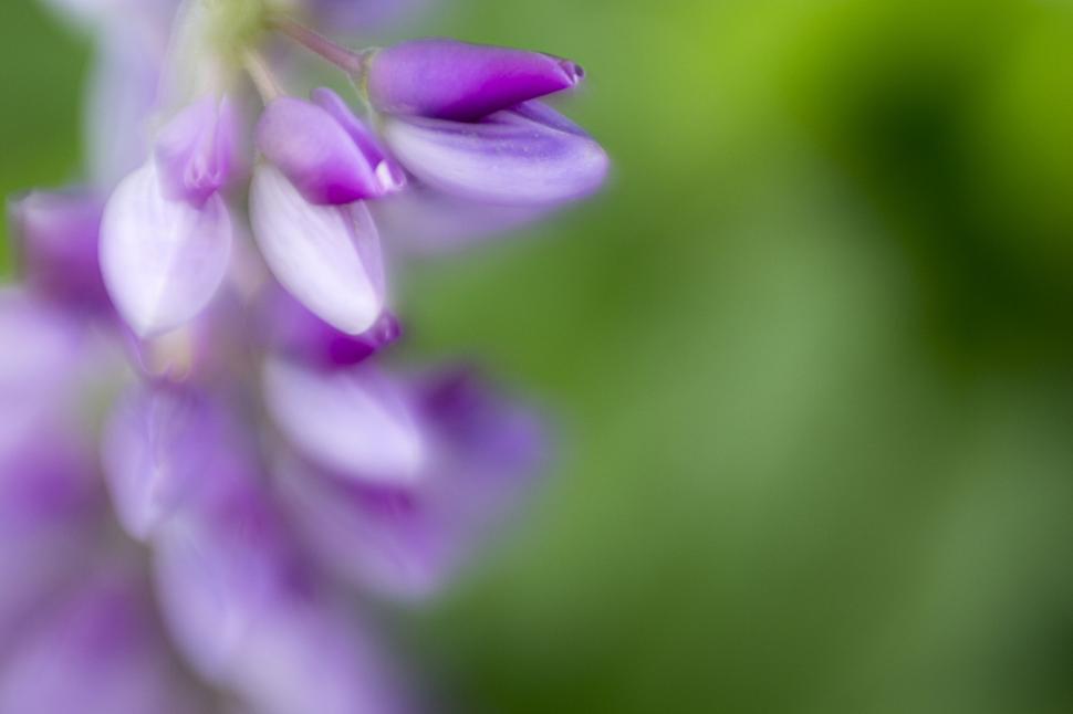 Free Image of Dreamy purple wisteria flowers in soft focus 