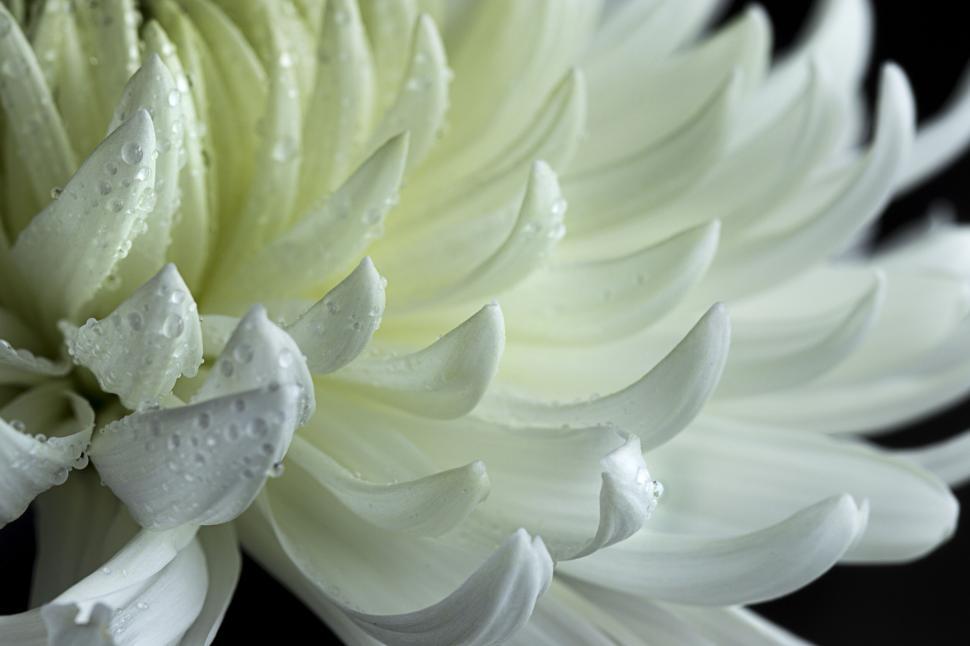 Free Image of Close-up of dew-covered white chrysanthemum 