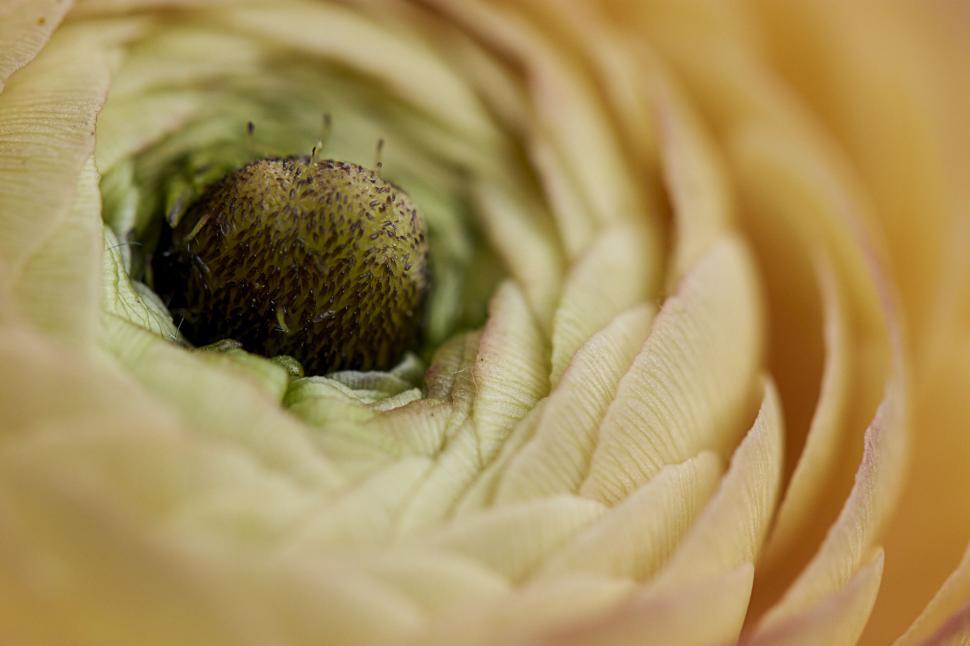 Free Image of Macro view of the core of a ranunculus flower 
