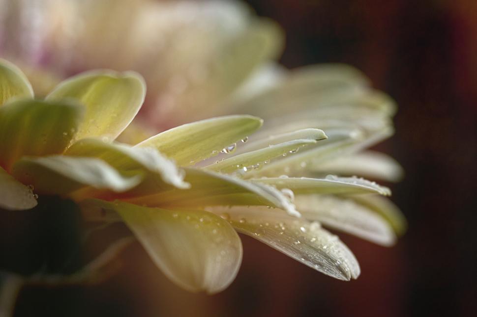 Free Image of Artistic macro shot of yellow daisy with dew 