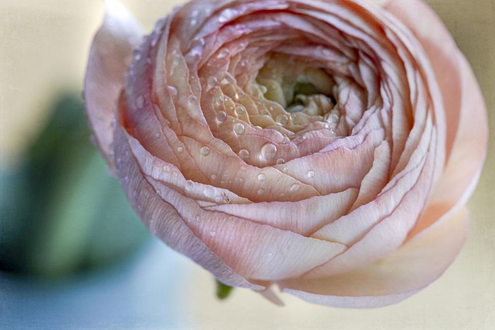 Free Image of Close-up of a dew-covered pink rose 