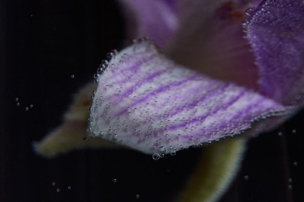 Free Image of Underwater view of a purple iris with bubbles 