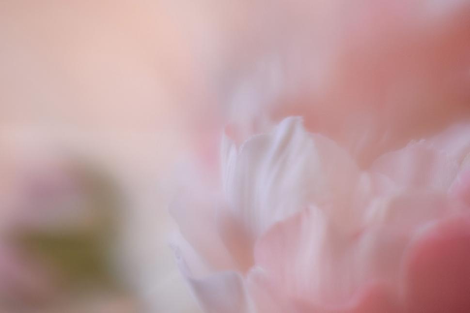 Free Image of Dreamy close-up of soft pink peony petals 