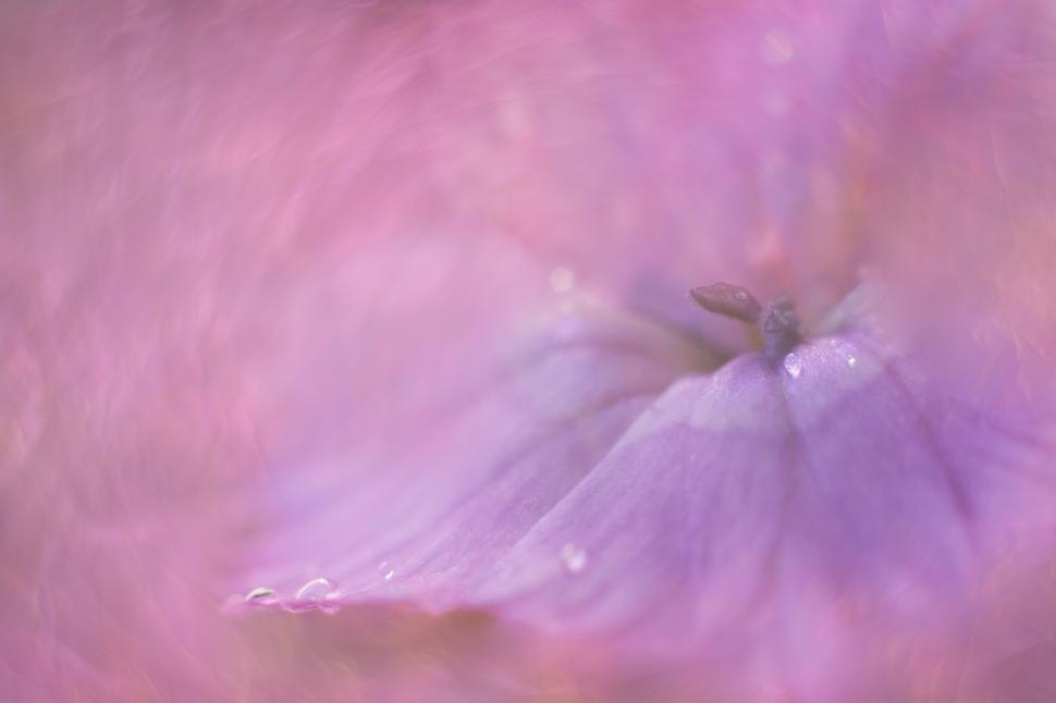 Free Image of Dreamy Purple Flower with Water Droplets 