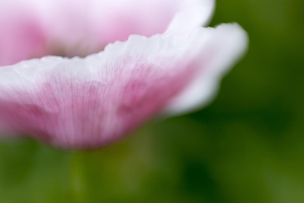 Free Image of Close-up of Delicate Pink Poppy Petal 