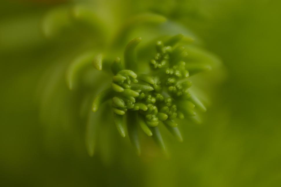 Free Image of Close-up of green succulent plant details 