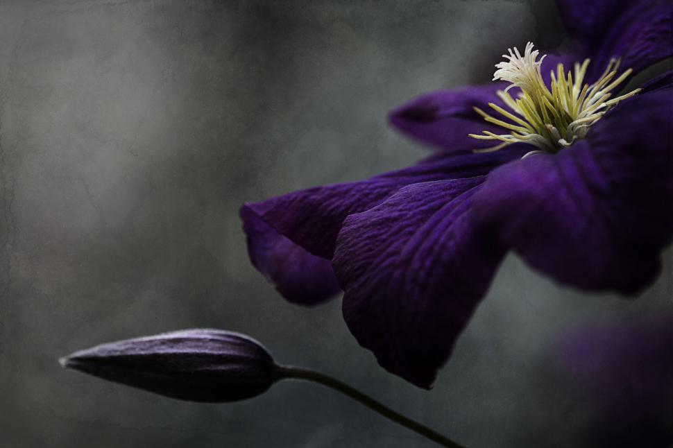 Free Image of Dark purple clematis flower with artistic blur 