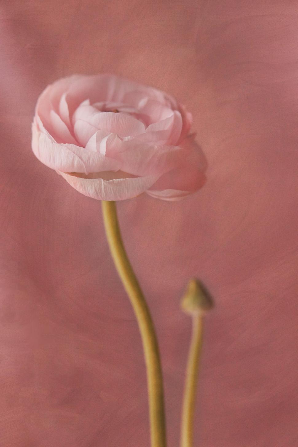 Free Image of Solo pink ranunculus on pastel background 