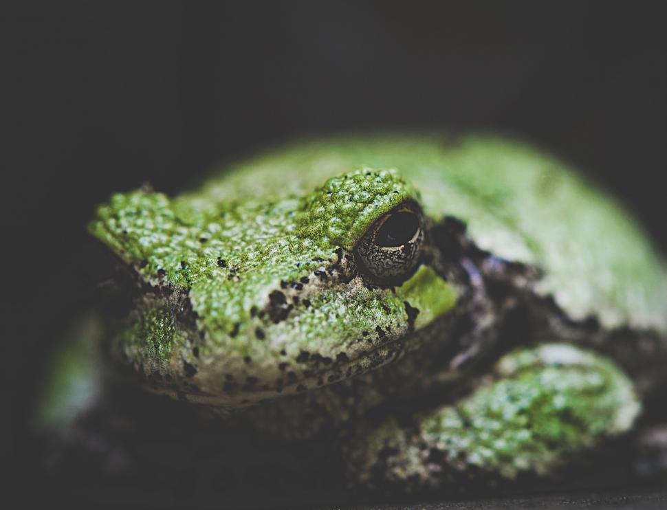 Free Image of Mossy green tree frog perched silently 