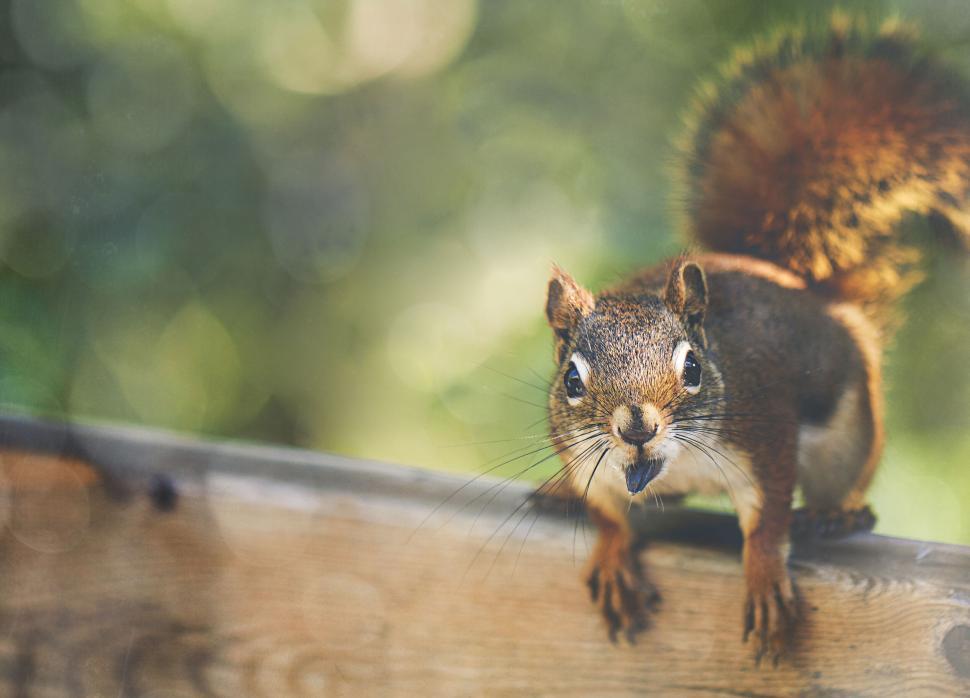 Free Image of Curious squirrel on a wooden ledge 
