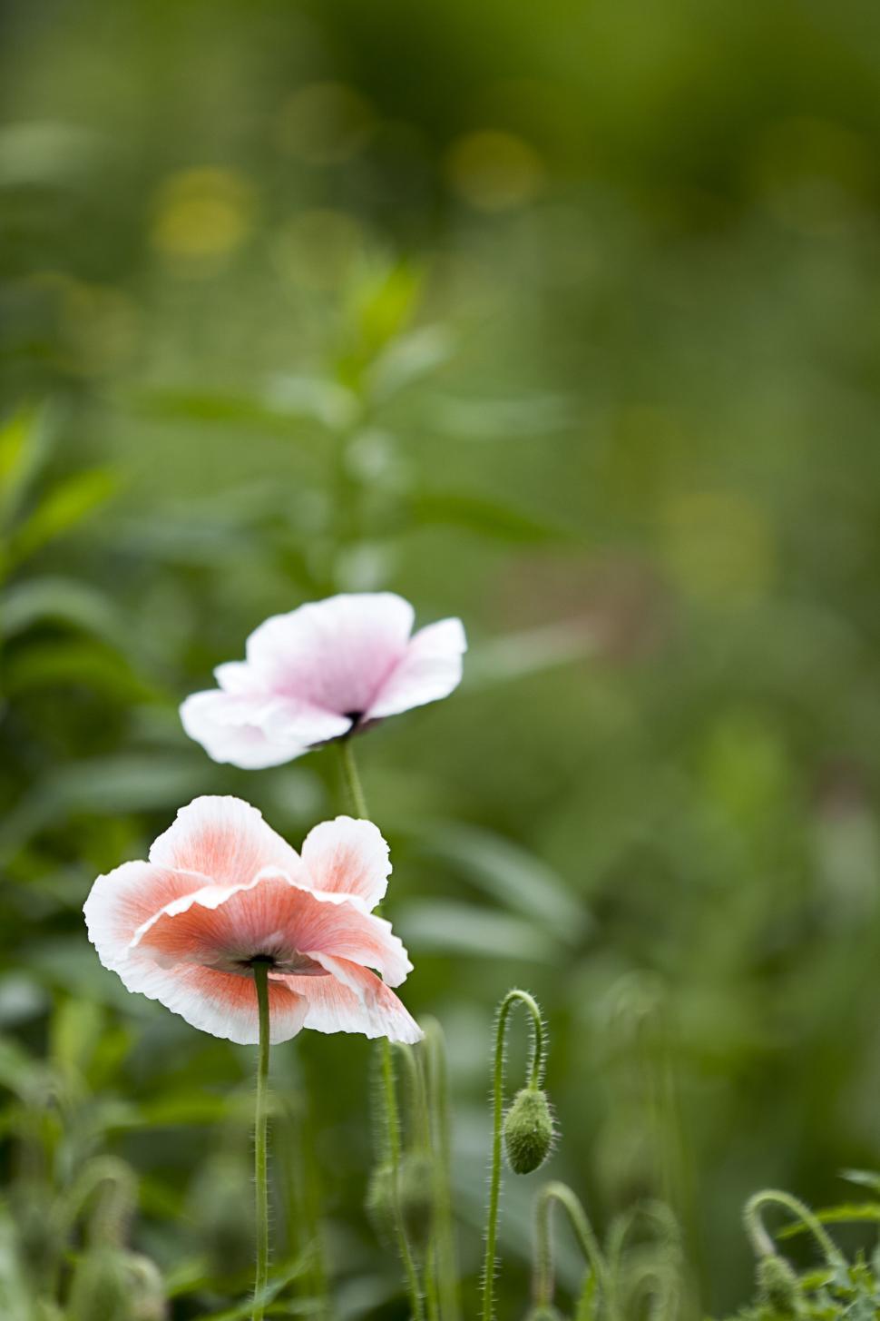 Free Image of Poppy flowers gently swaying in breeze 