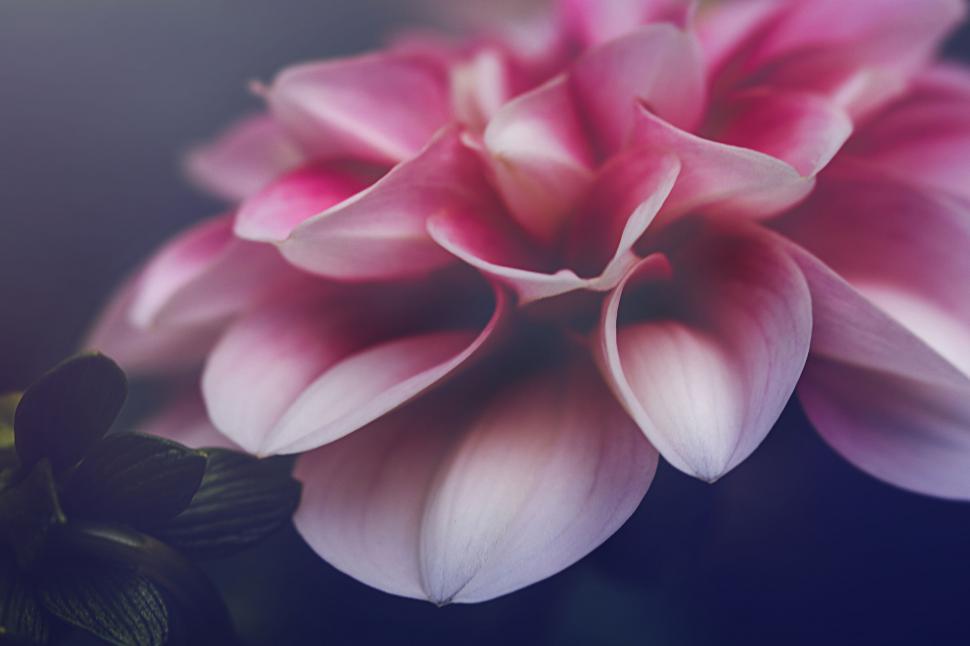 Free Image of Soft pink flowers emanating romantic vibes 