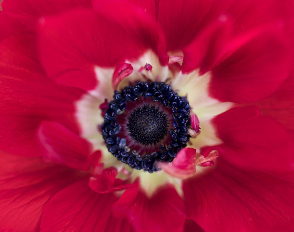 Free Image of Vibrant red anemone bloom close-up 