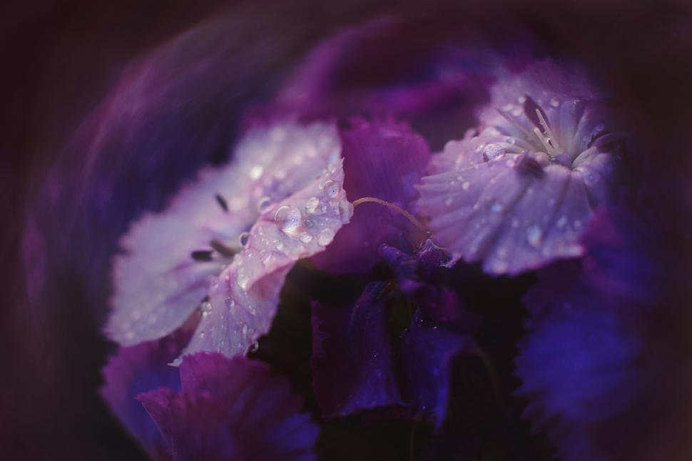 Free Image of Delicate drops on purple petals macro 