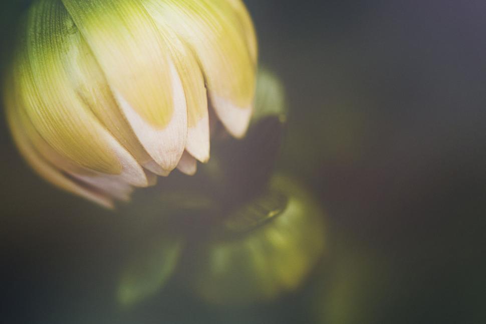 Free Image of Close-up of a yellow budding flower 