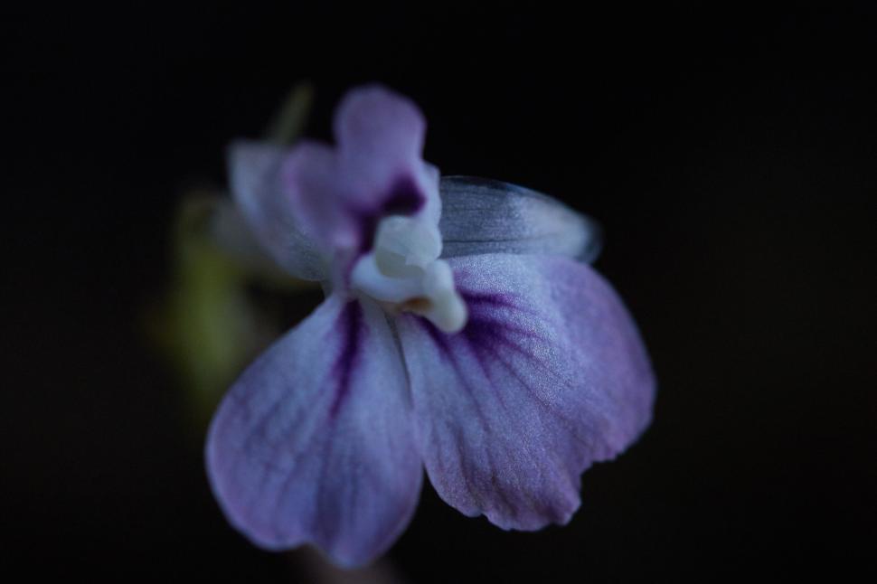 Free Image of Mysterious violet flower on a dark backdrop 