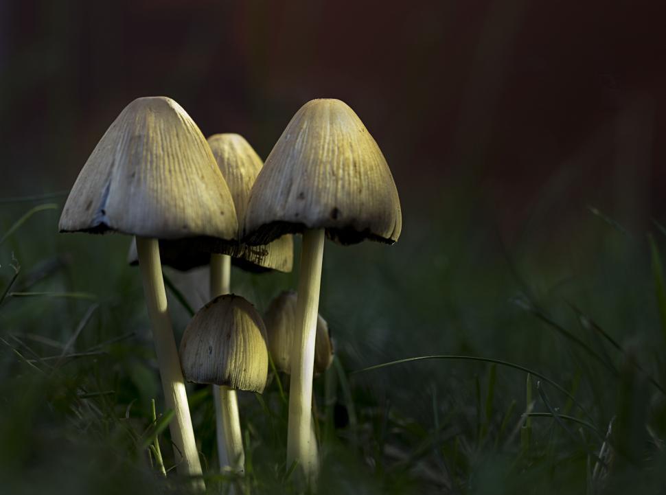 Free Image of Wild mushrooms emerging from green grass 