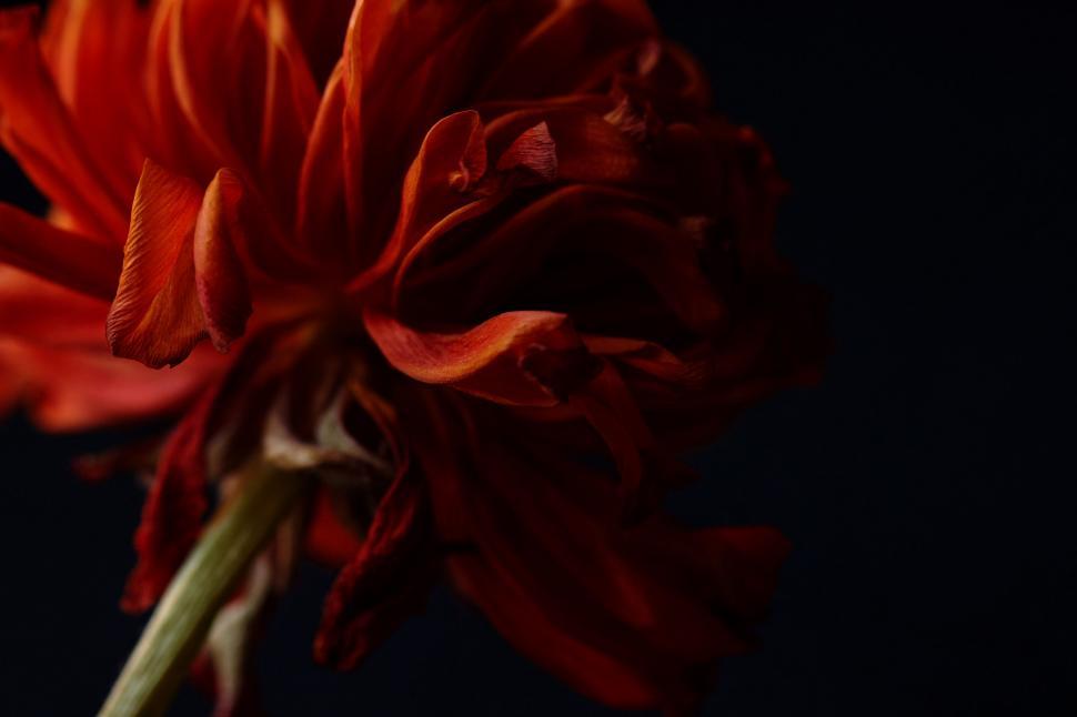 Free Image of Close-up of a withered red dahlia flower 