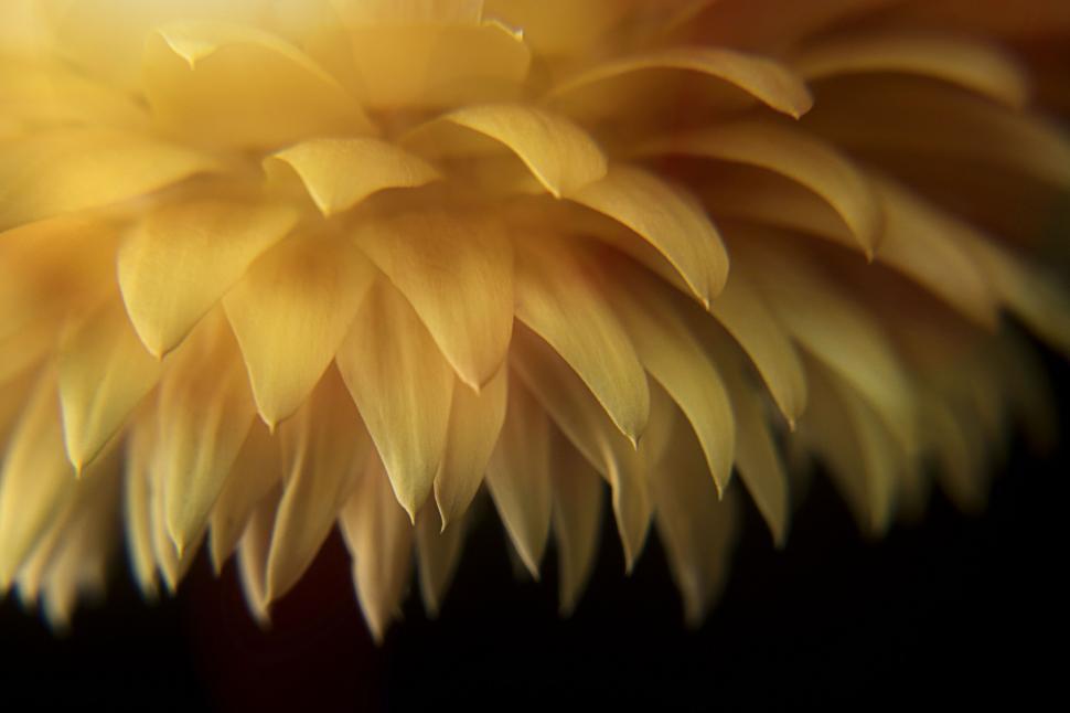 Free Image of Vibrant yellow flower petals in close-up 