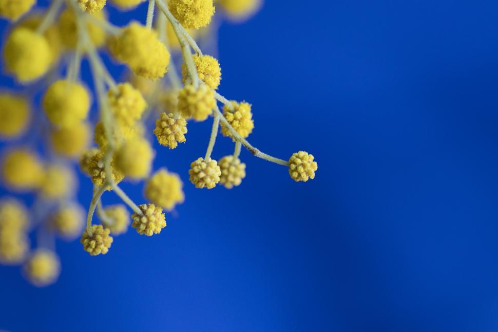 Free Image of Delicate mimosa flowers against blue background 