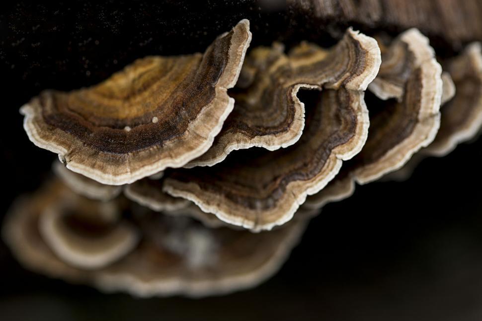 Free Image of Bracket fungus on dark woodland backdrop 