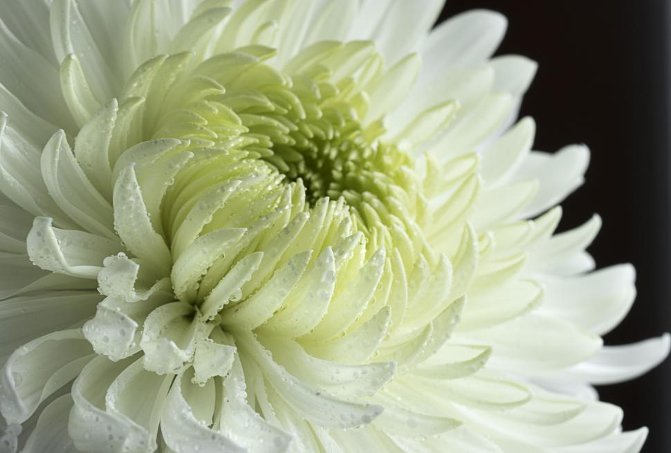 Free Image of Close-up of a white chrysanthemum with dew 