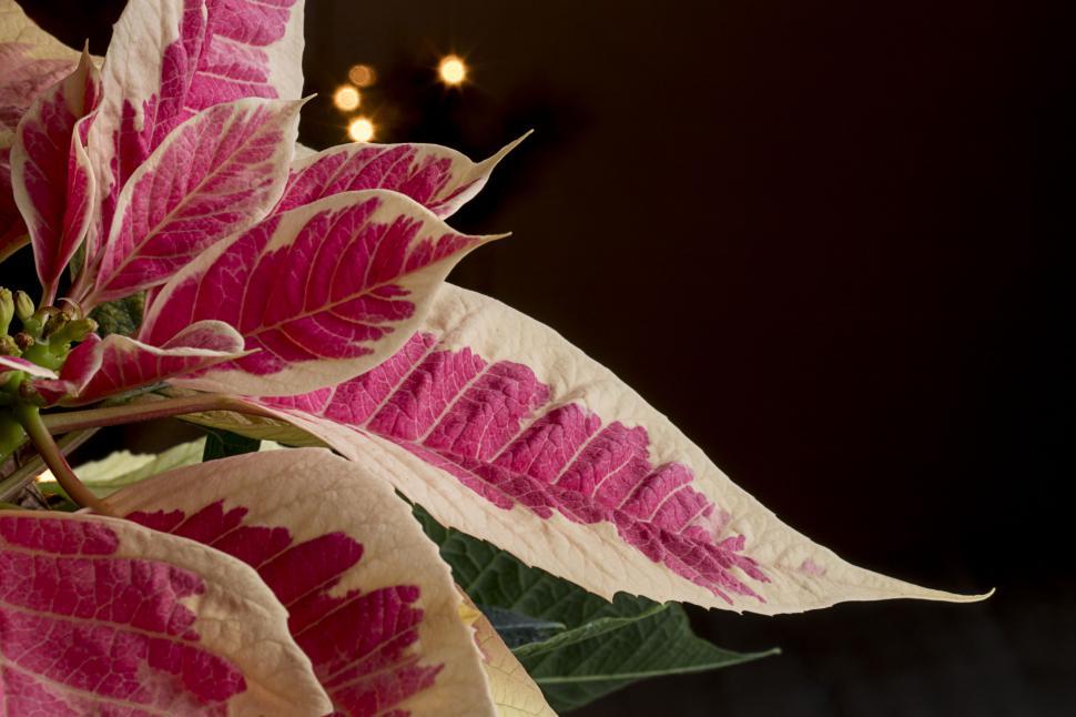 Free Image of Red and white poinsettia close-up with bokeh 