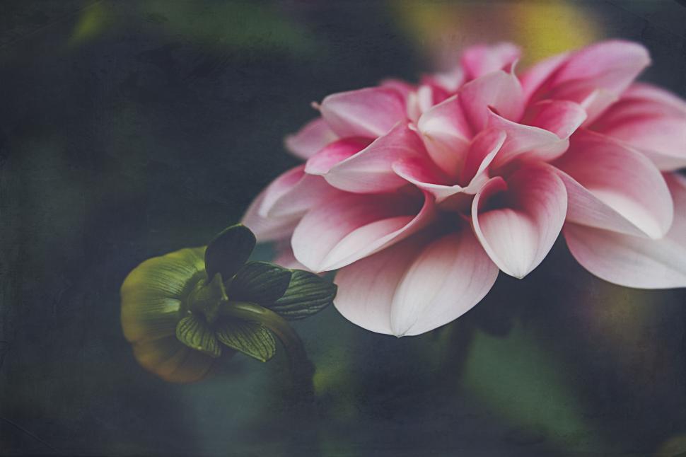 Free Image of Artistic depiction of pink dahlias in bloom 