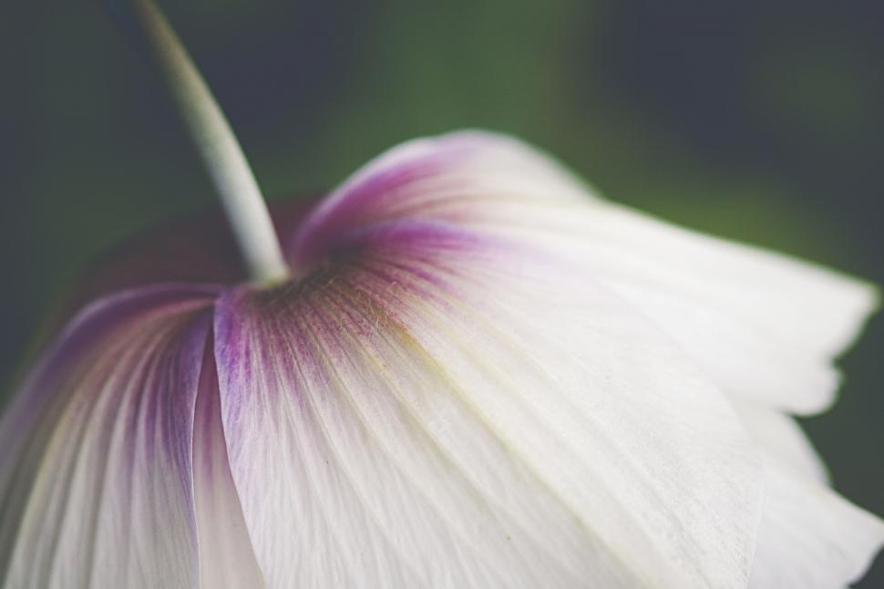 Free Image of Ethereal white flower with a hint of purple tint 