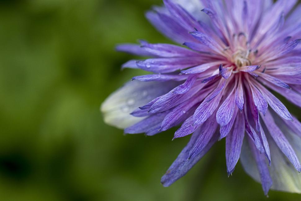Free Image of Vibrant Purple Flower with Water Droplets 