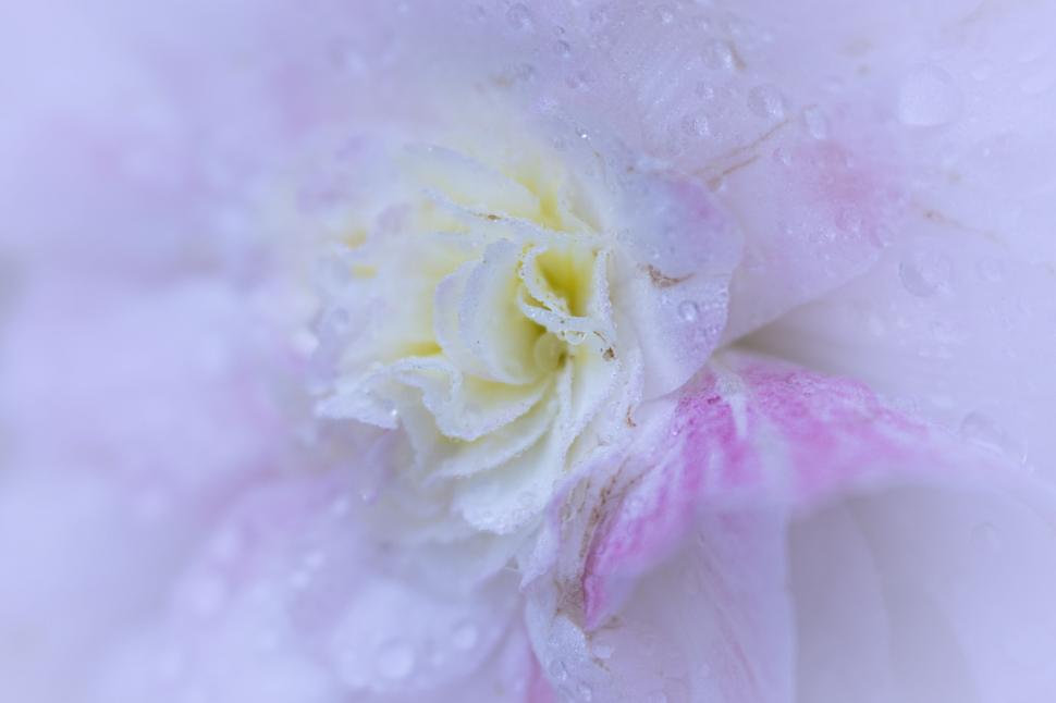 Free Image of Soft Pink Blossom with Morning Dew 