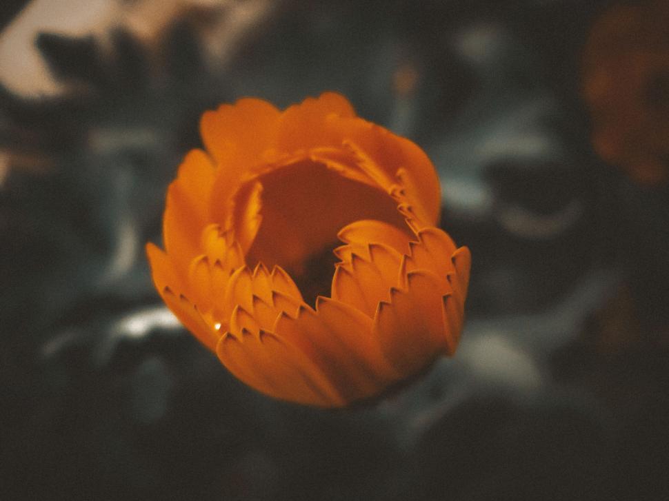 Free Image of Glowing orange flower in a blurred setting 