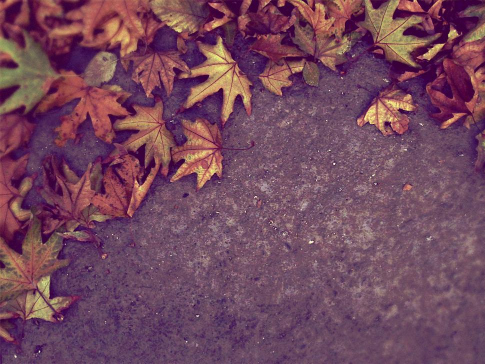 Free Image of Fallen autumn leaves on a concrete ground 