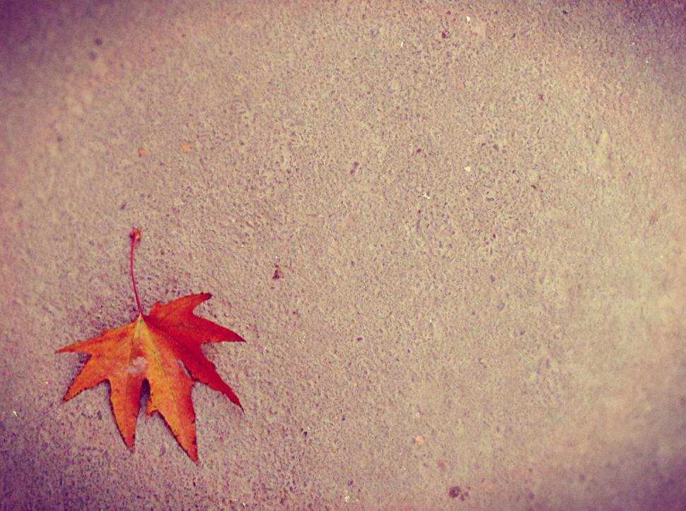 Free Image of Solitary maple leaf on a plain backdrop 