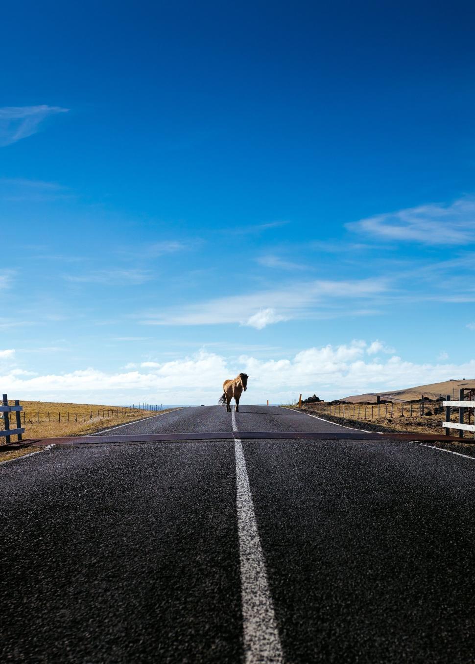 Free Image of Horse standing in the middle of a road 