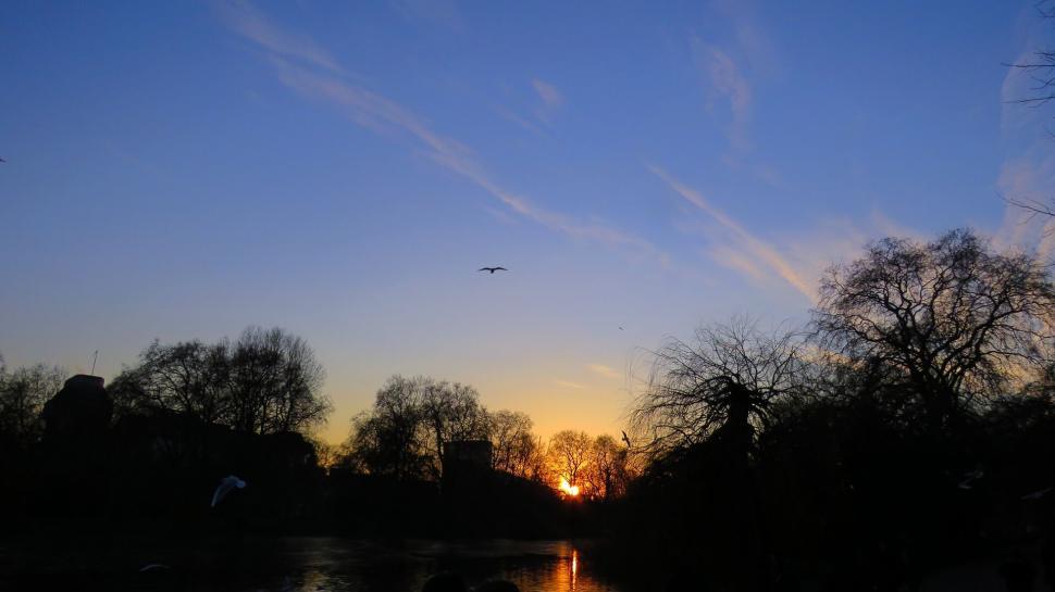 Free Image of Sunset over park with birds in flight 